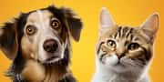 Quiz: Ben je meer een kat of een hond?