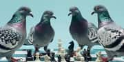 Quiz : Combien de pigeons pouvez-vous surpasser dans une partie d'échecs ?