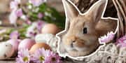 Quiz: Find out which Easter Bunny type you are