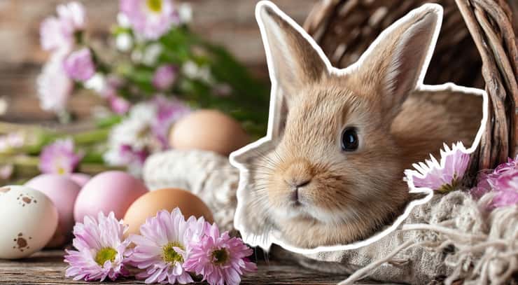 Quiz: Find out which Easter Bunny type you are