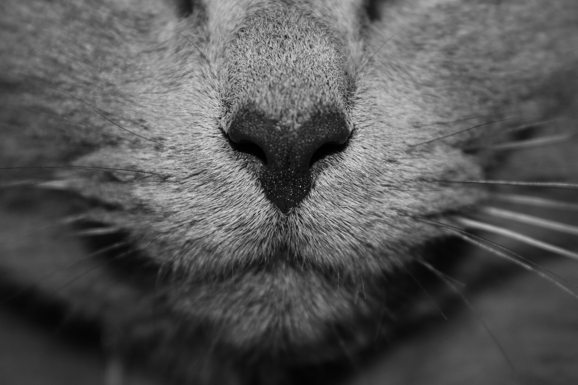 Seu gato é um sociopata? Vamos descobrir!