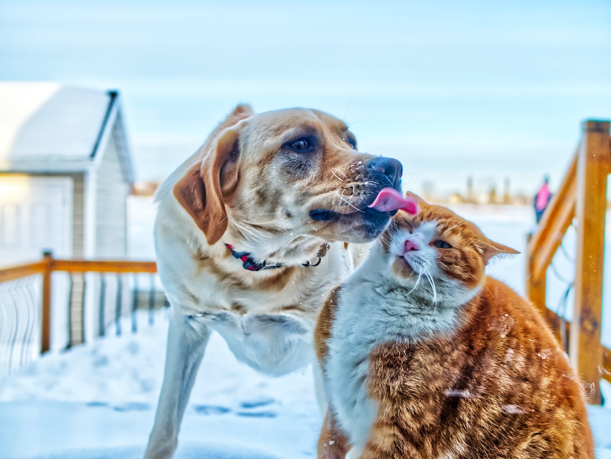 Este teste de cores revela se você adora gatos ou cachorros!