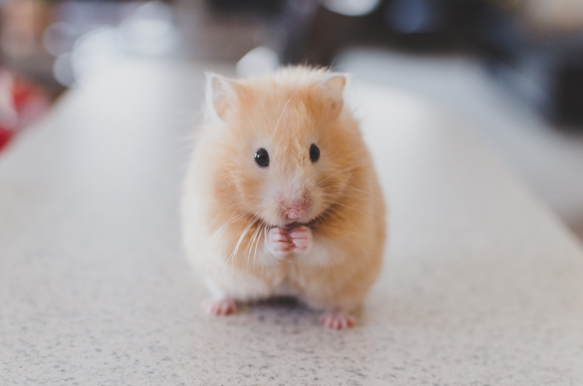 Este quiz vai revelar qual animal você vai renascer na próxima vida!