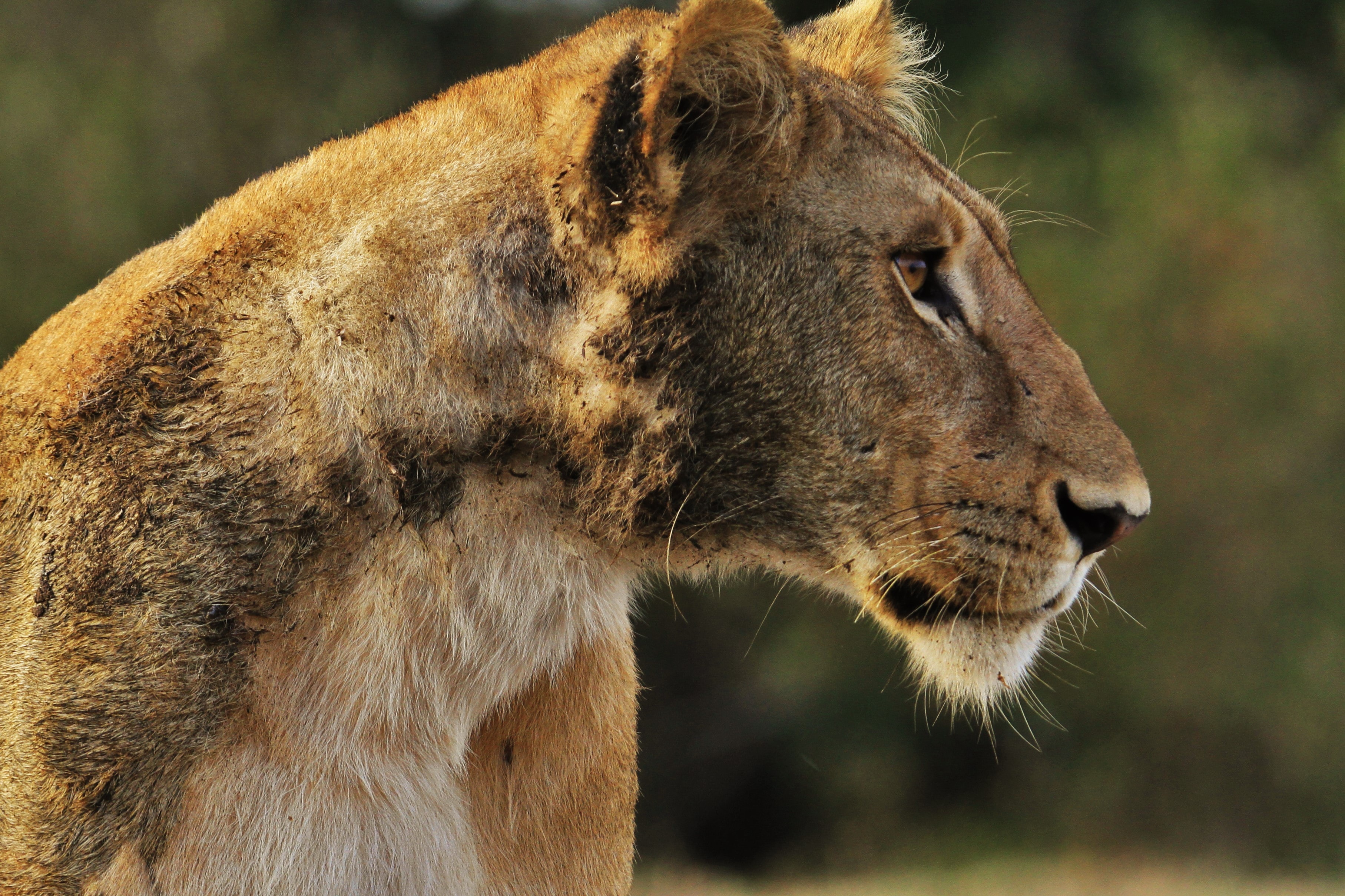 Qual animal selvagem você é? Descubra com nosso quiz
